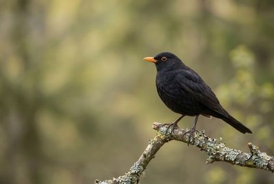 Common Blackbird - Classic Garden Bird Ein schwarzes Amselmännchen mit gelbem Schnabel sitzt auf einem flechtigen Ast.