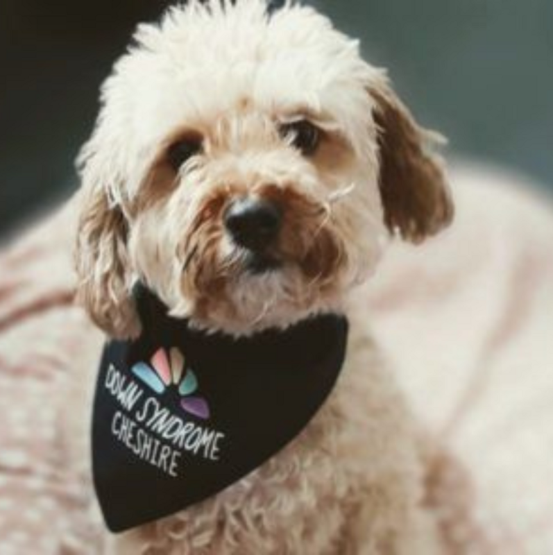 DSC Doggy Bandana