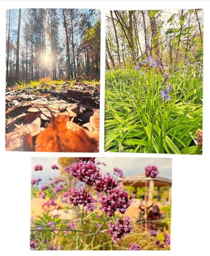 Joe's Cards - The Countryside Collection