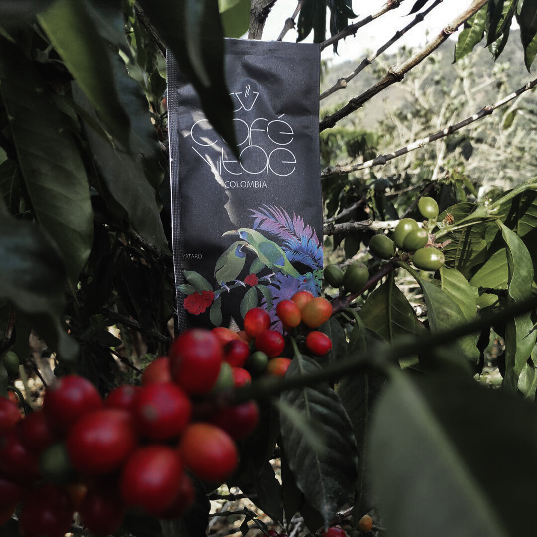 CAFÉ VIATE ESPECIAL 500gr