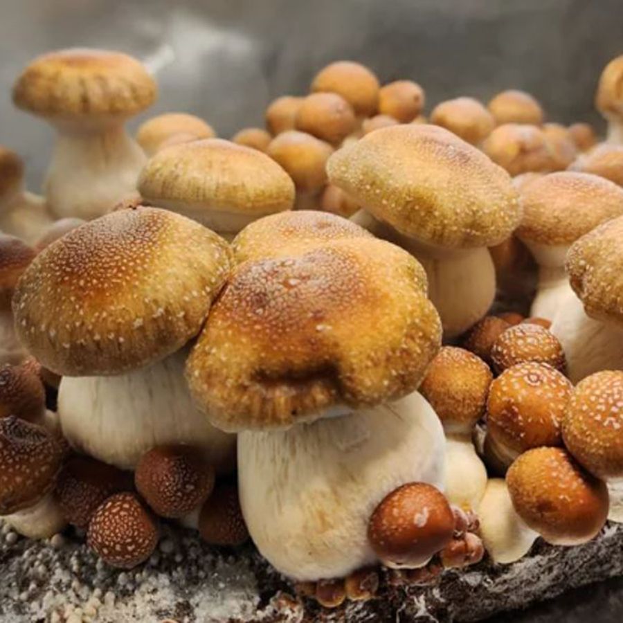 Hillbilly (Psilocybin Cubensis)