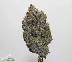 Bluefin Tuna Sativa Hybrid (AAAA)