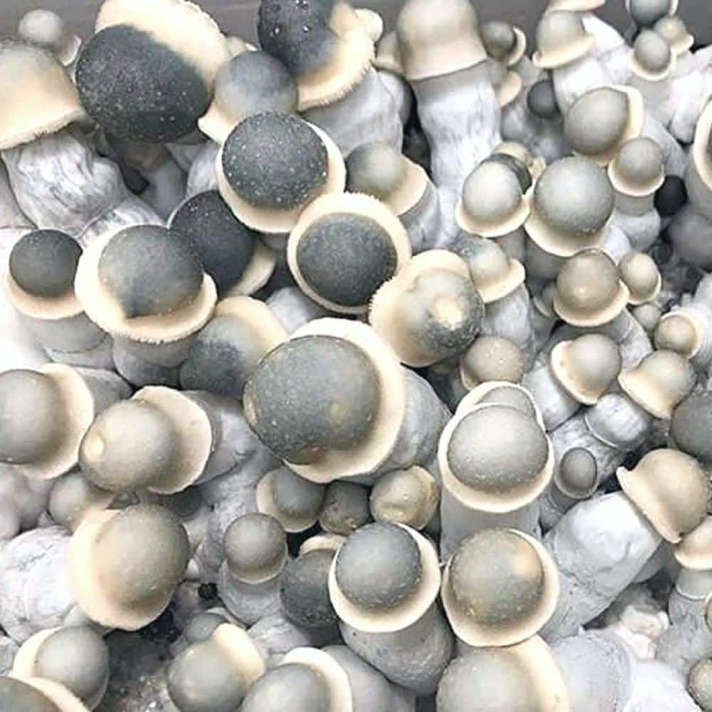 Psilocybin: Flying Saucer