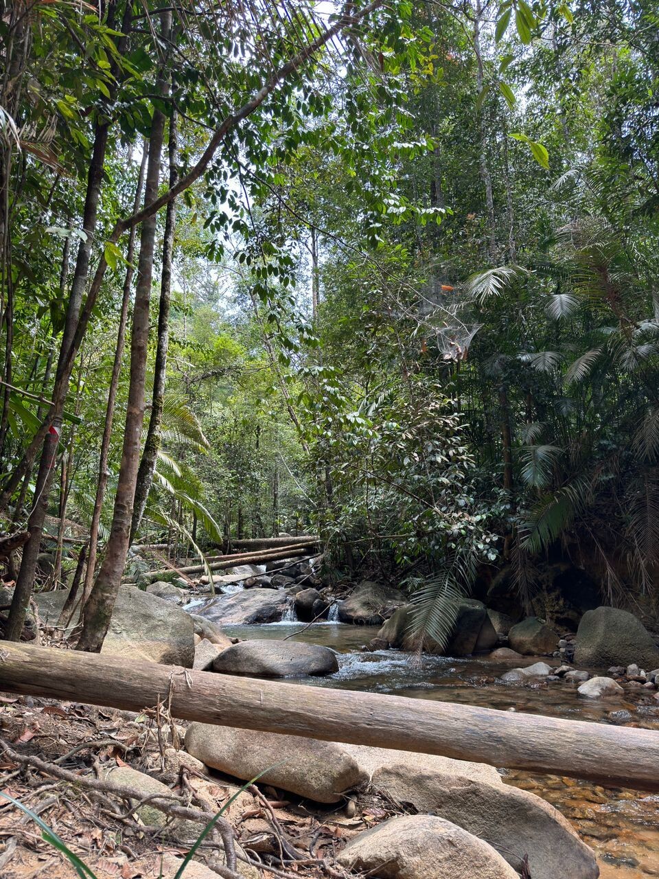 Gunung Chemendong Day Trek (Difficulty - Medium)