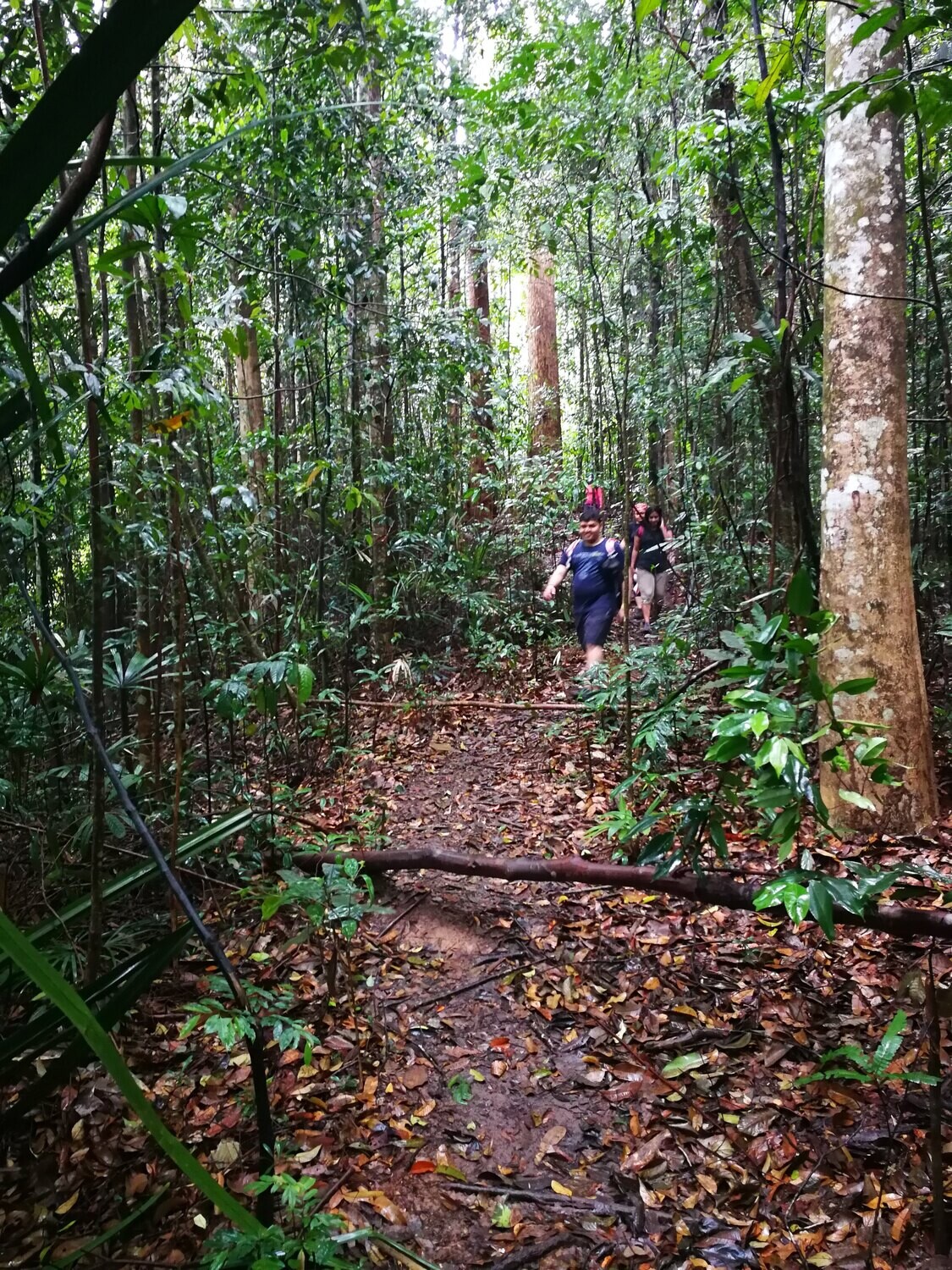 Pulai Jungle Trail &amp; Waterfall Fun