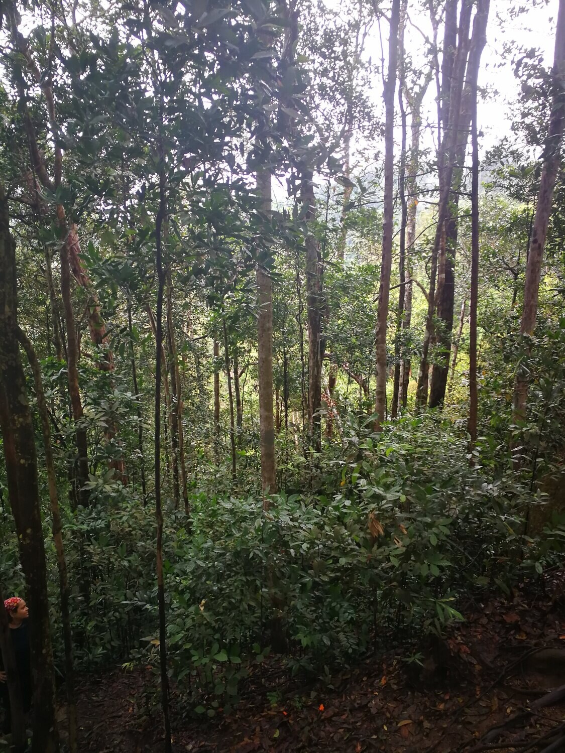 Pulai Jungle Trail &amp; Waterfall Fun