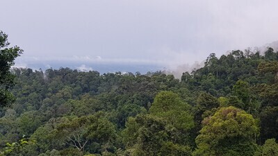 Pulai Jungle Trail & Waterfall Fun