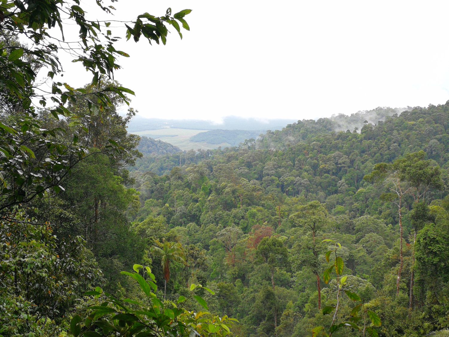 Pulai Jungle Trail &amp; Waterfall Fun