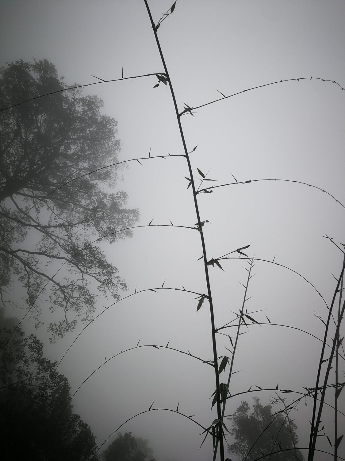 Pulai Jungle Trail &amp; Waterfall Fun