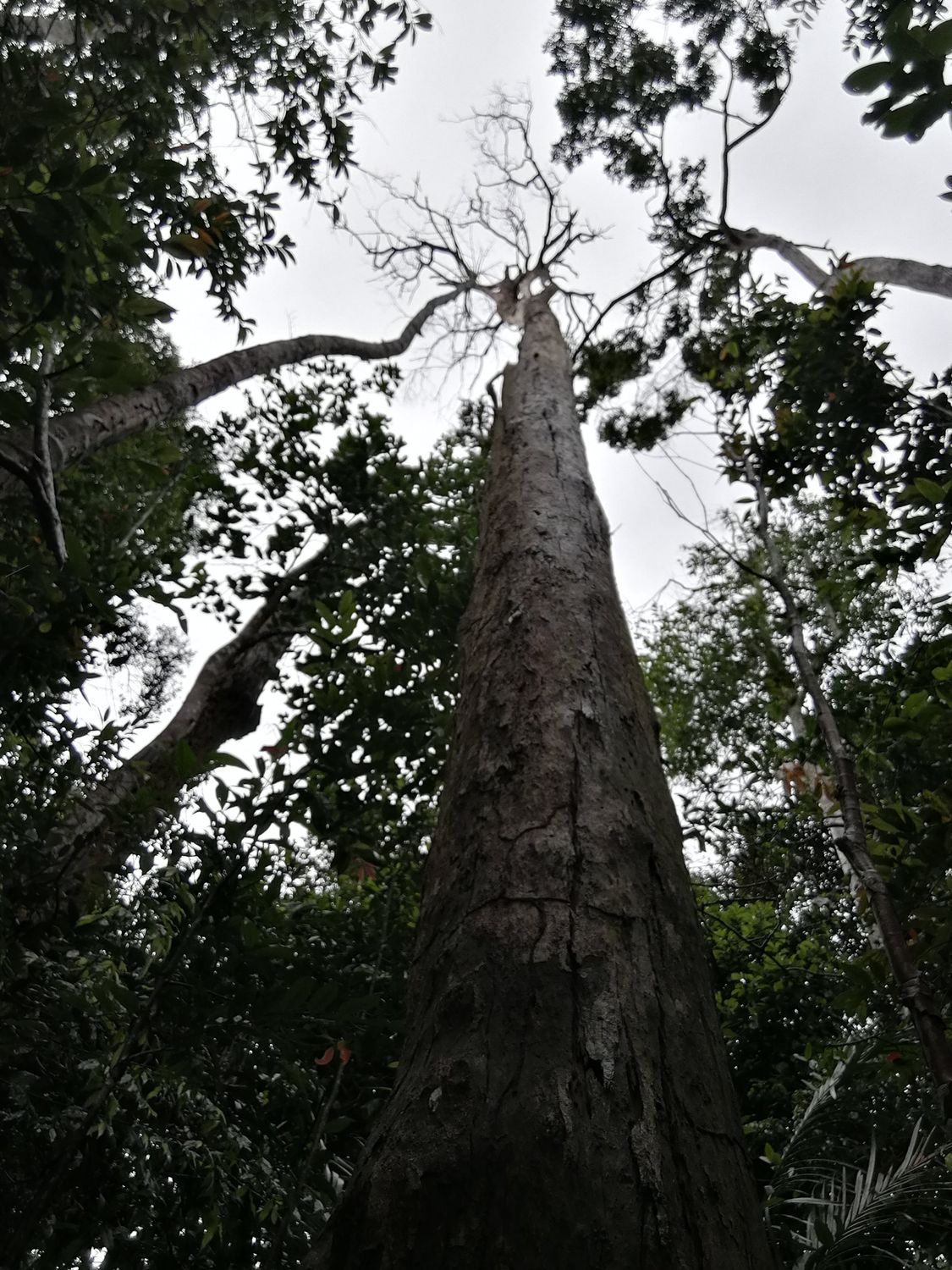 Pulai Jungle Trail &amp; Waterfall Fun