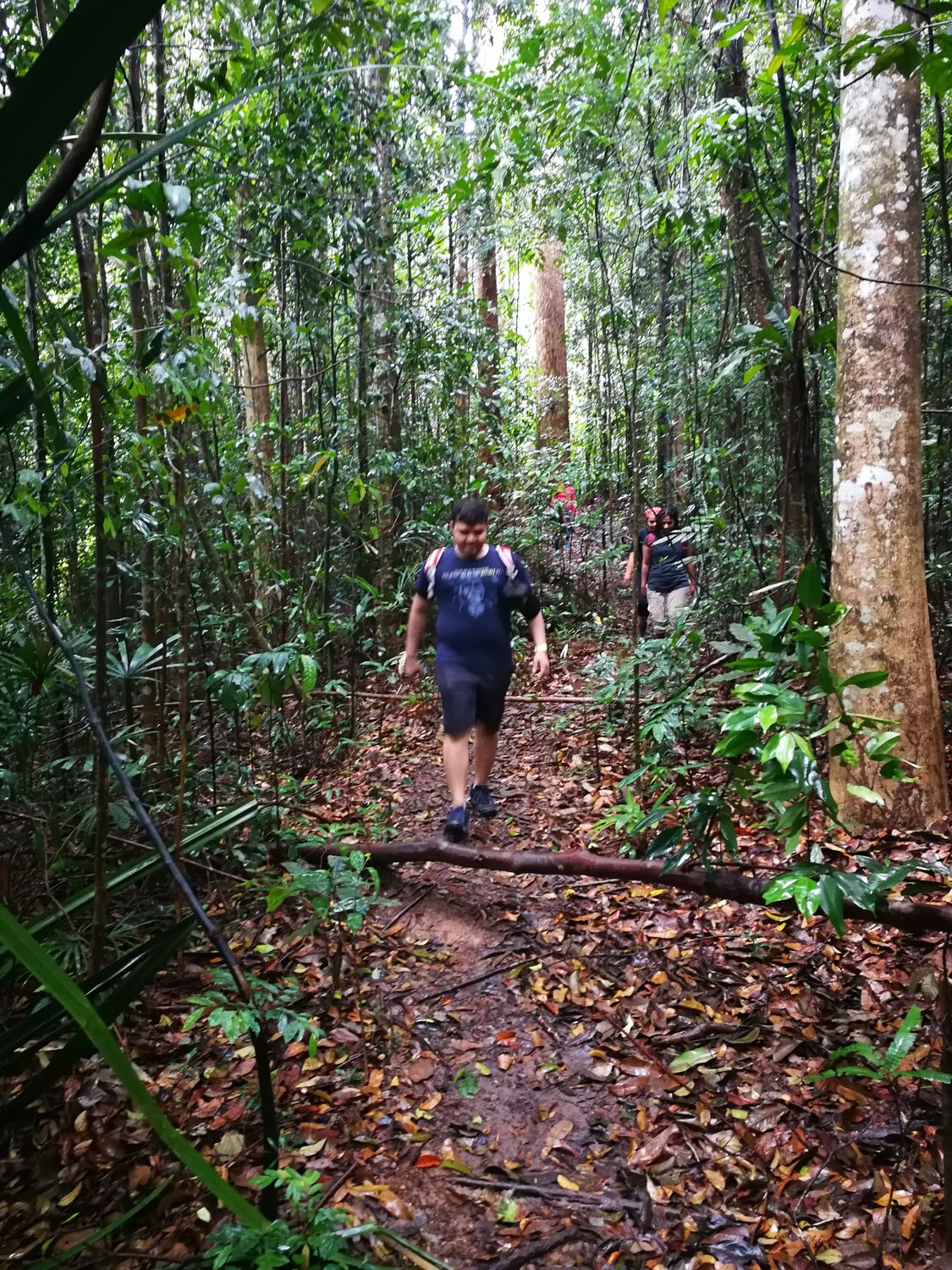 Pulai Jungle Trail &amp; Waterfall Fun