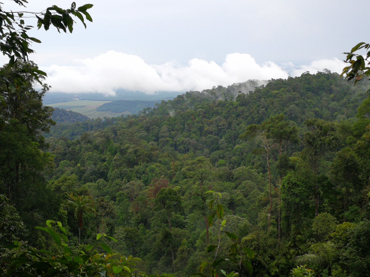 Pulai Jungle Trail &amp; Waterfall Fun