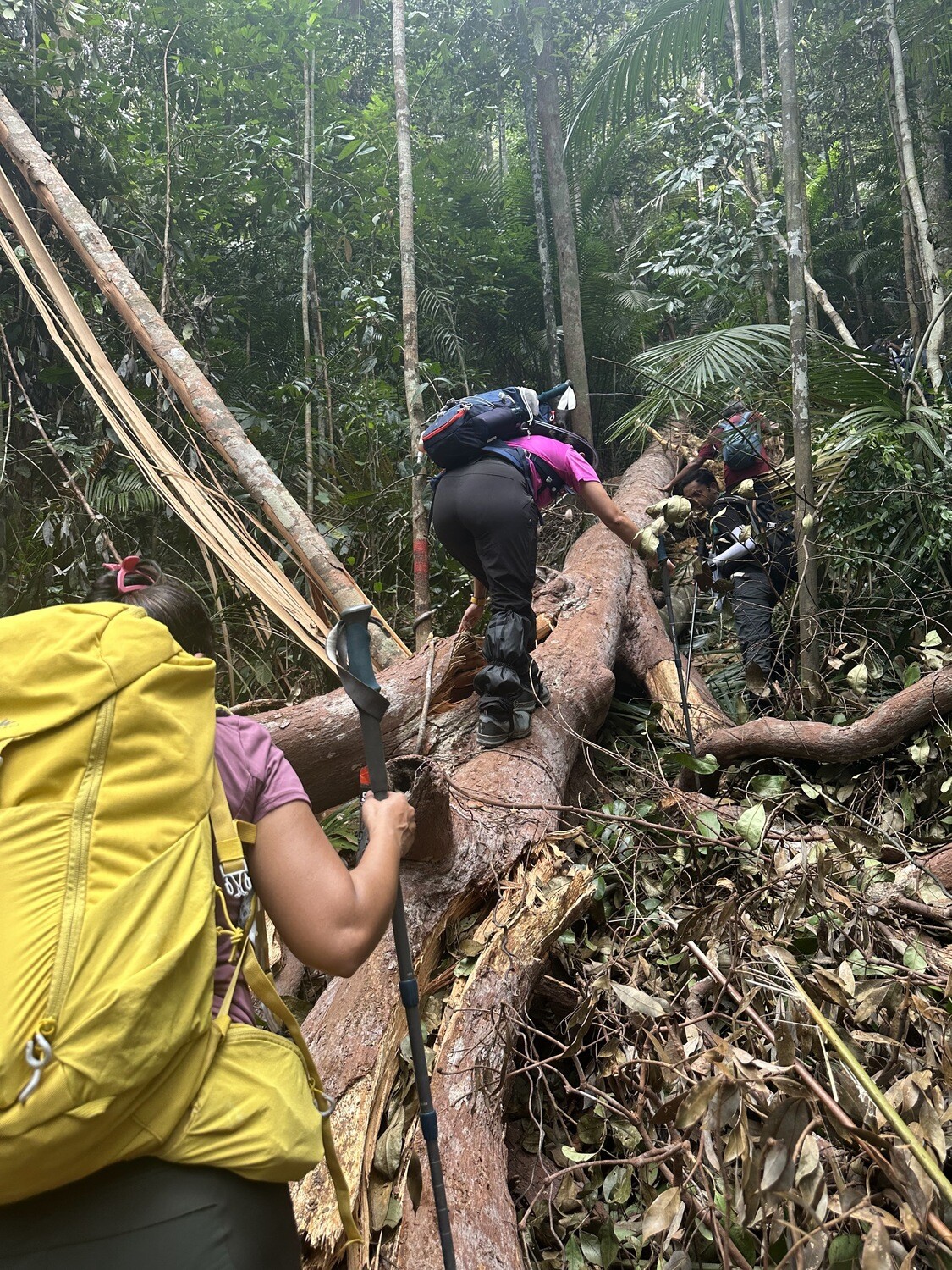 Gunung Belumut Day Trek
