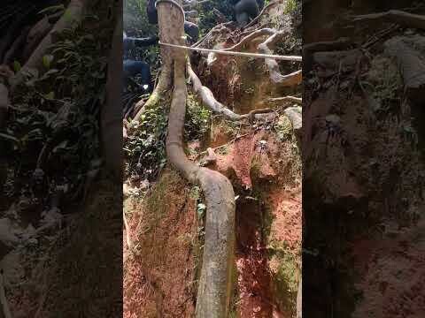 Gunung Belumut Day Trek