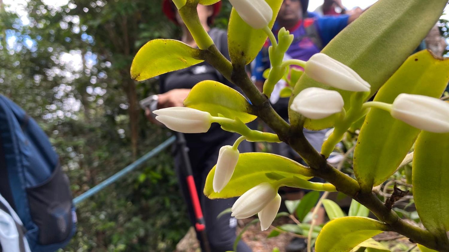 Arong : Beginners, trek debutants welcome!