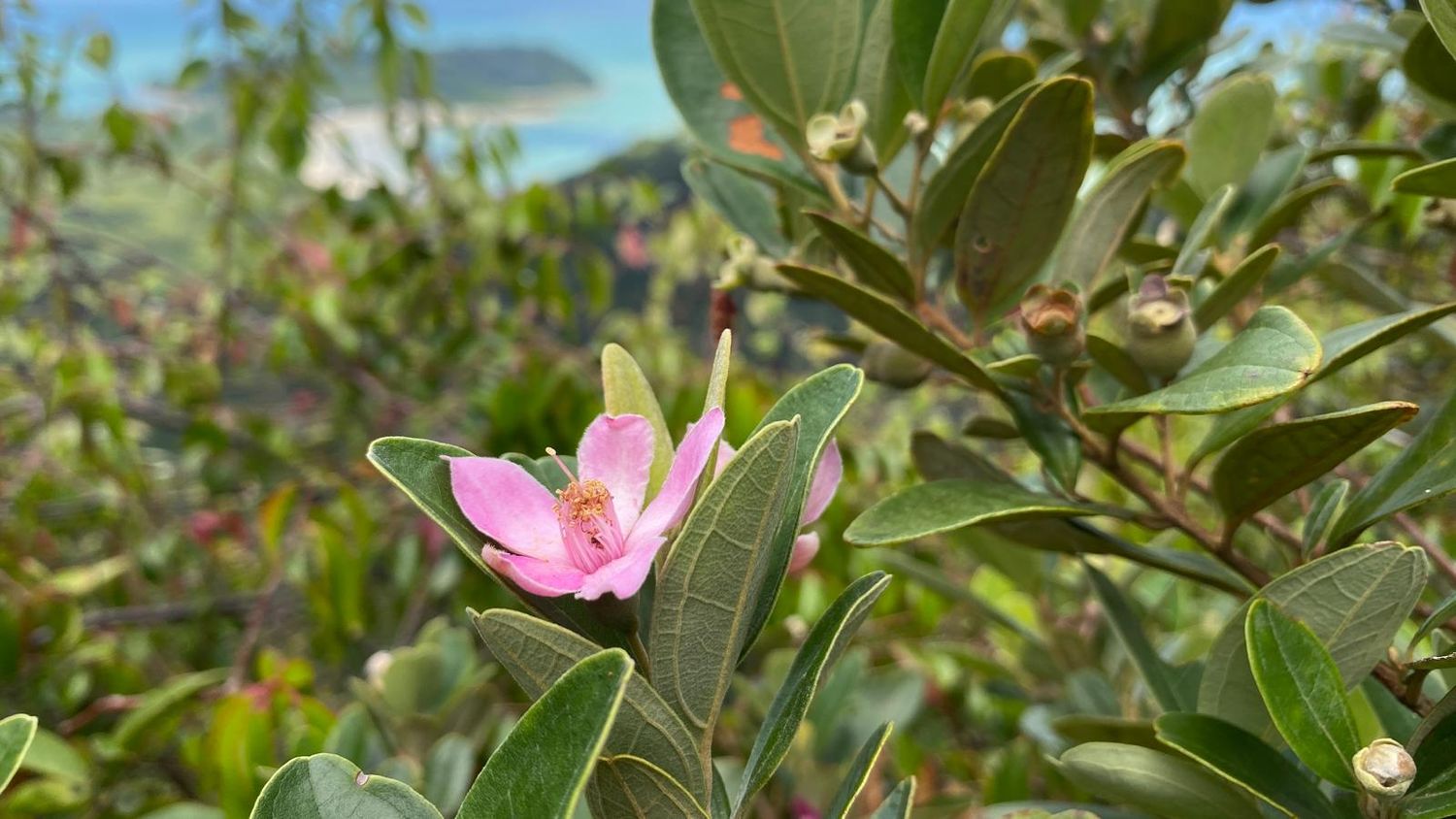 Arong : Beginners, trek debutants welcome!