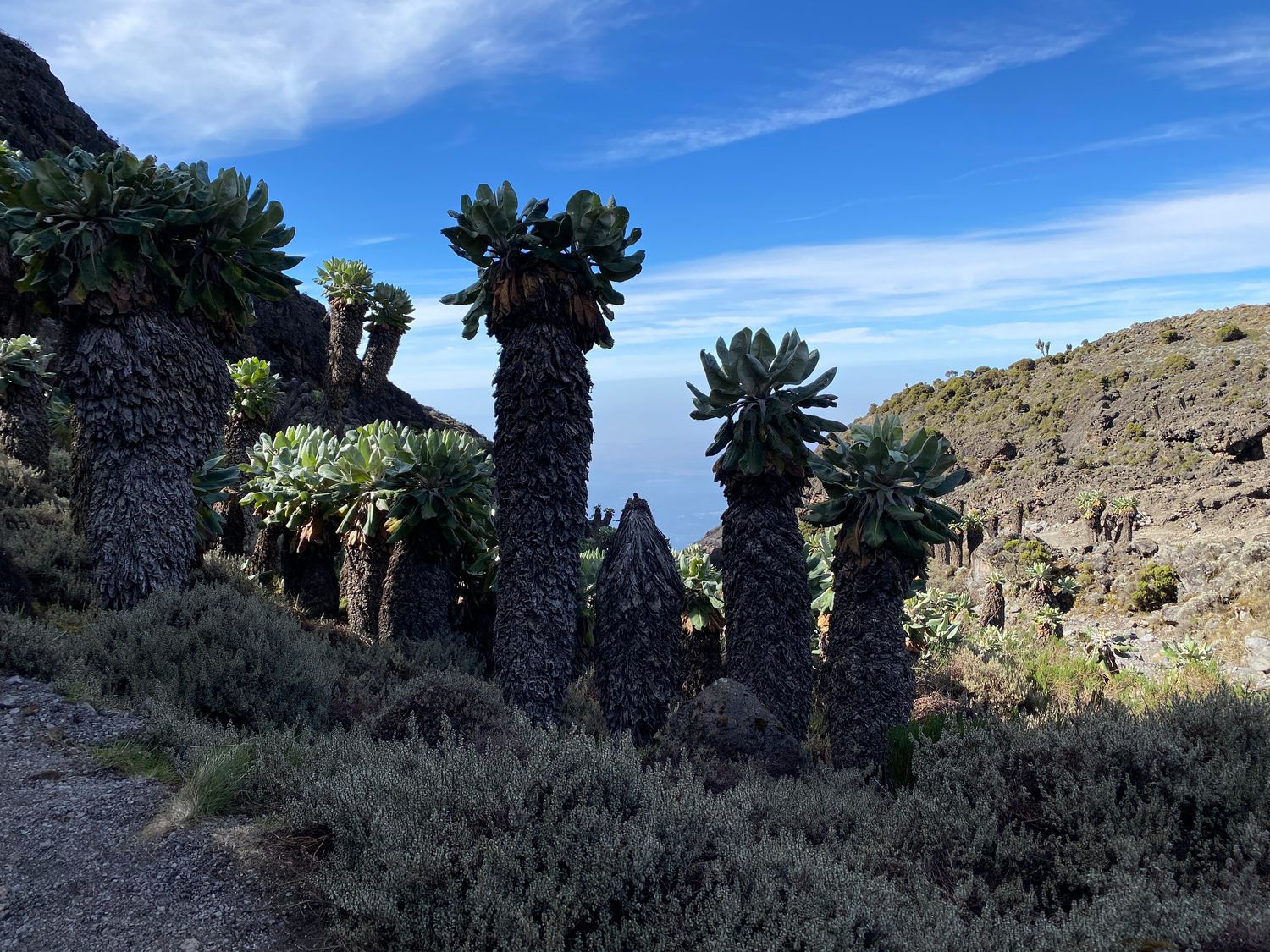 Kilimanjaro - Machame 7  Highest Chance to Summit