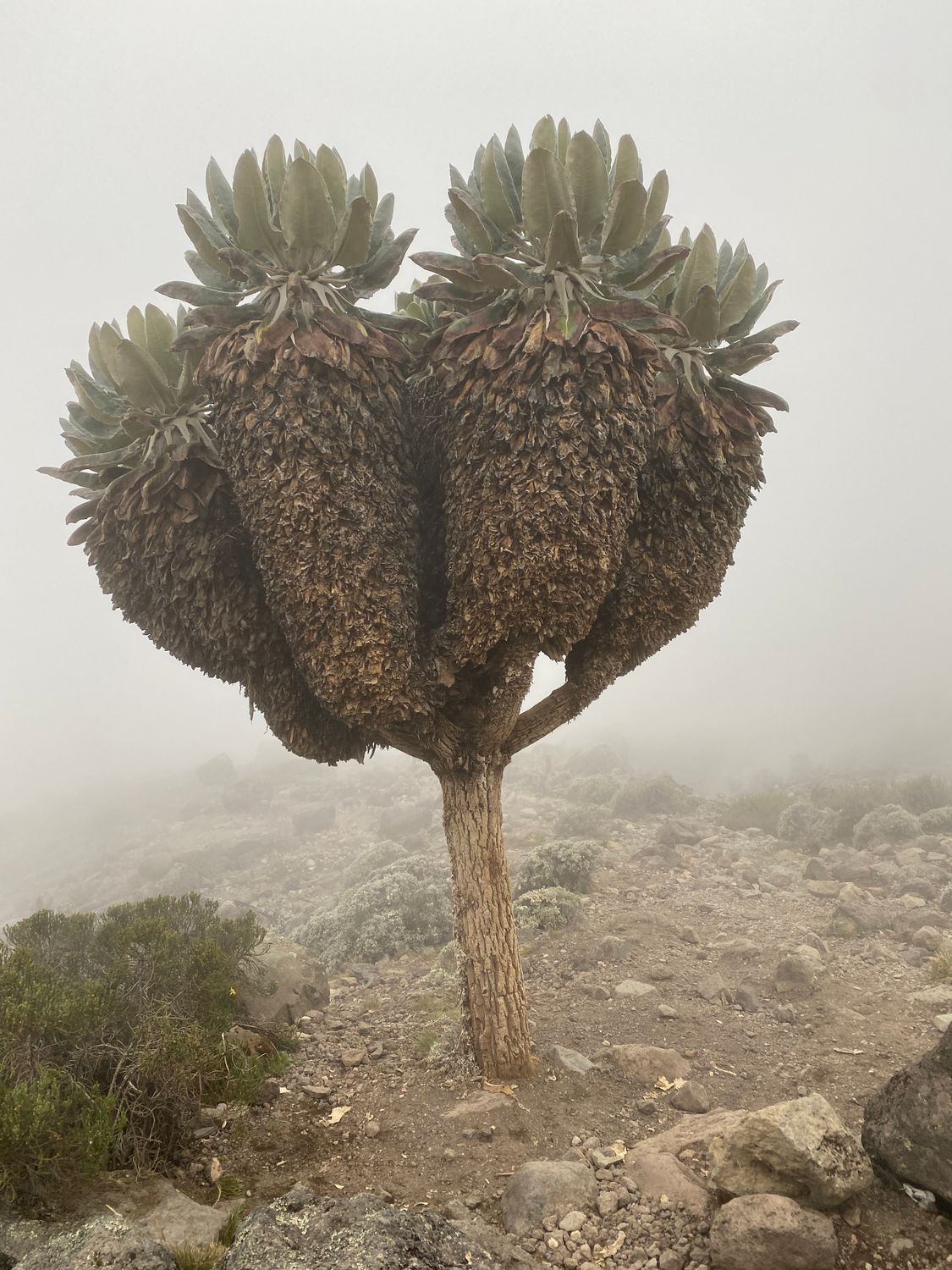Kilimanjaro - Machame 7  Highest Chance to Summit