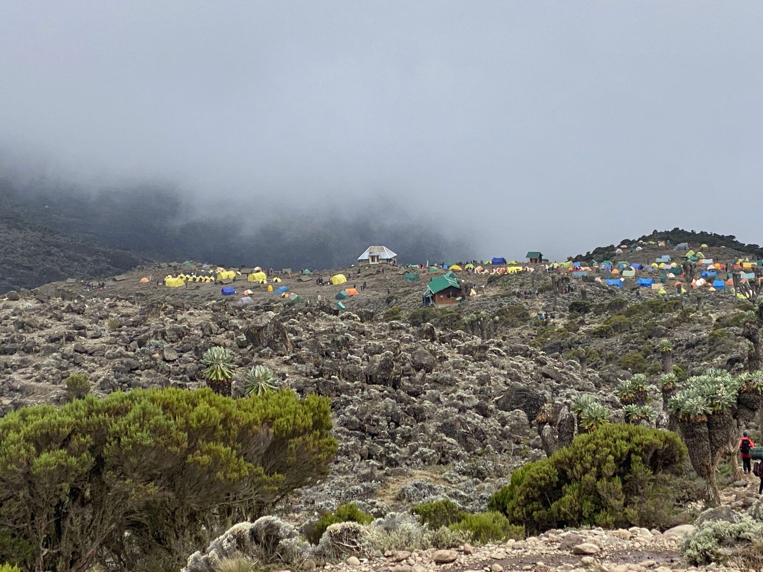 Kilimanjaro - Machame 7  Highest Chance to Summit