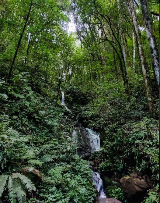 Sandakphu-Phalut Trek