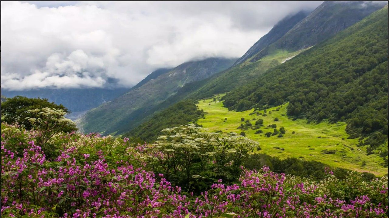 Valley of Flowers