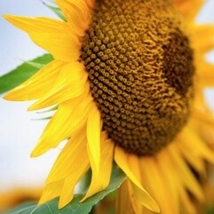 10x10 Metal - Sunflower Close Up