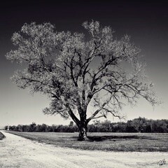10x10 Metal - Lonesome Tree