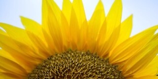 10x20 Metal -Half Sunflower