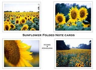 Set of 4 Sunflower Field Cards / Envelopes