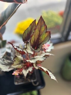 Rex Begonia - Plant