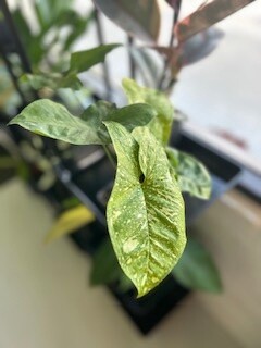 Syngonium Mojito - Plant