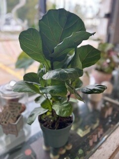 6" Fiddle Leaf Fig - Plant