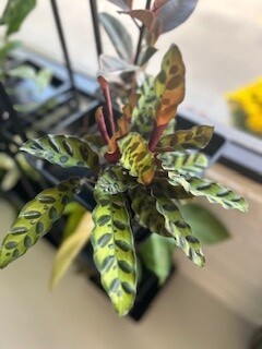 4&#39; Calathea