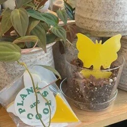 Butterfly Sticky Traps (Pack of 10)