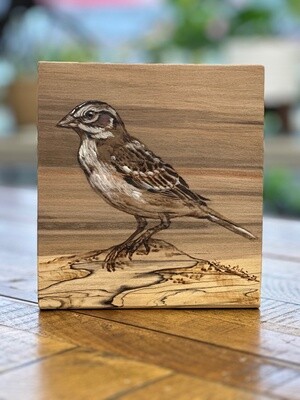 Lark Sparrow on Sweetgum