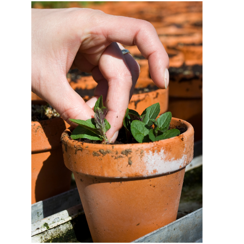 TERRACOTTA POTS VASI POTS DOPPIO