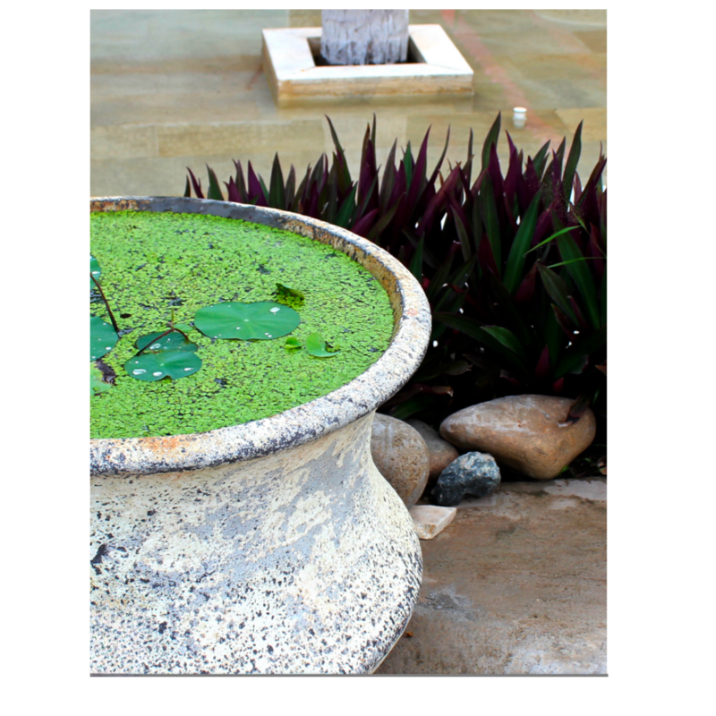 LOTUS POND ATLANTIS