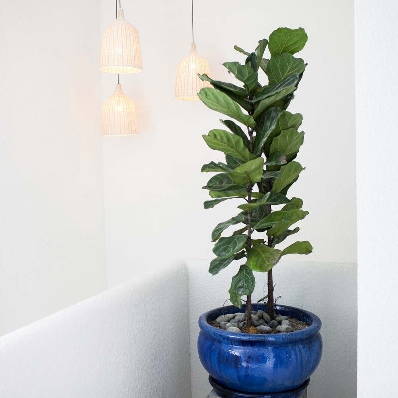 SANSKRIT PLANTER