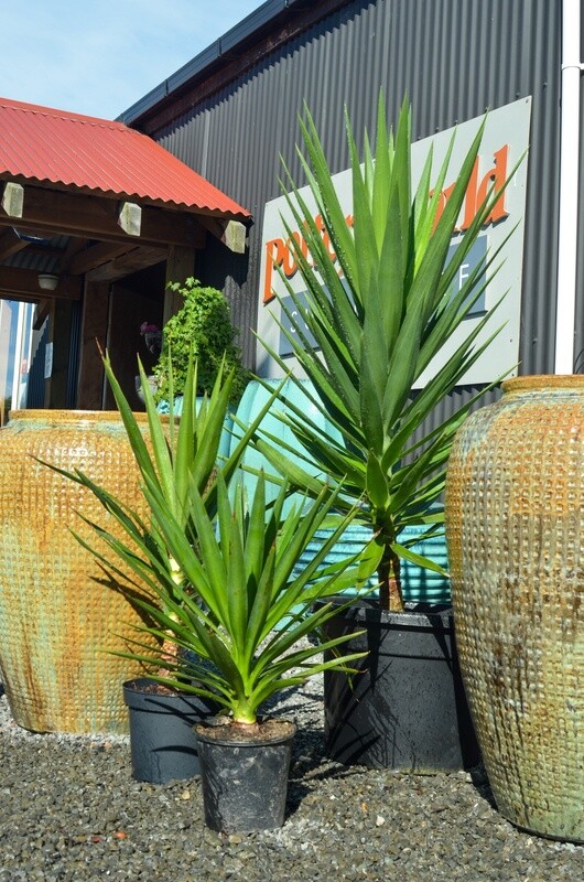 YUCCA MUMMIES XL