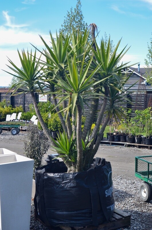 YUCCA MUMMIES XXXL