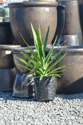 YUCCA TIP