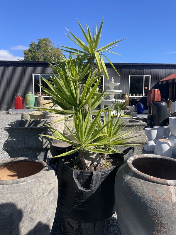 YUCCA MUMMIES XXL