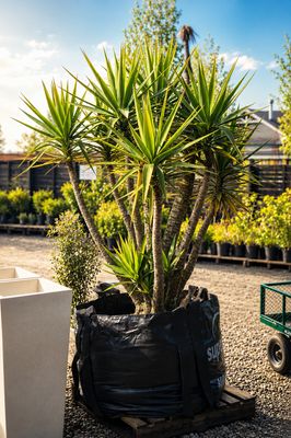 Yuccas