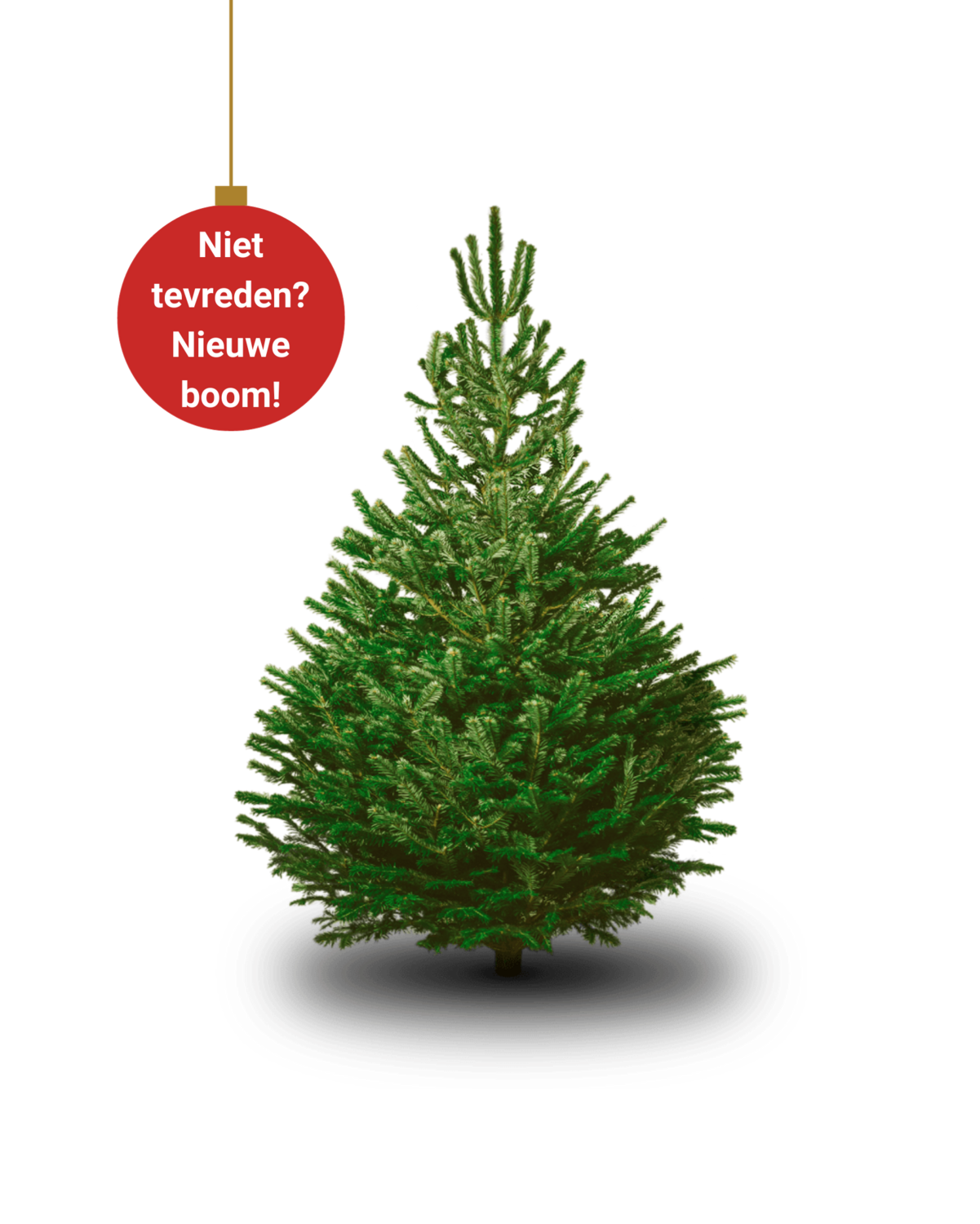 Nordmann Kerstboom Middel 140cm - 180cm