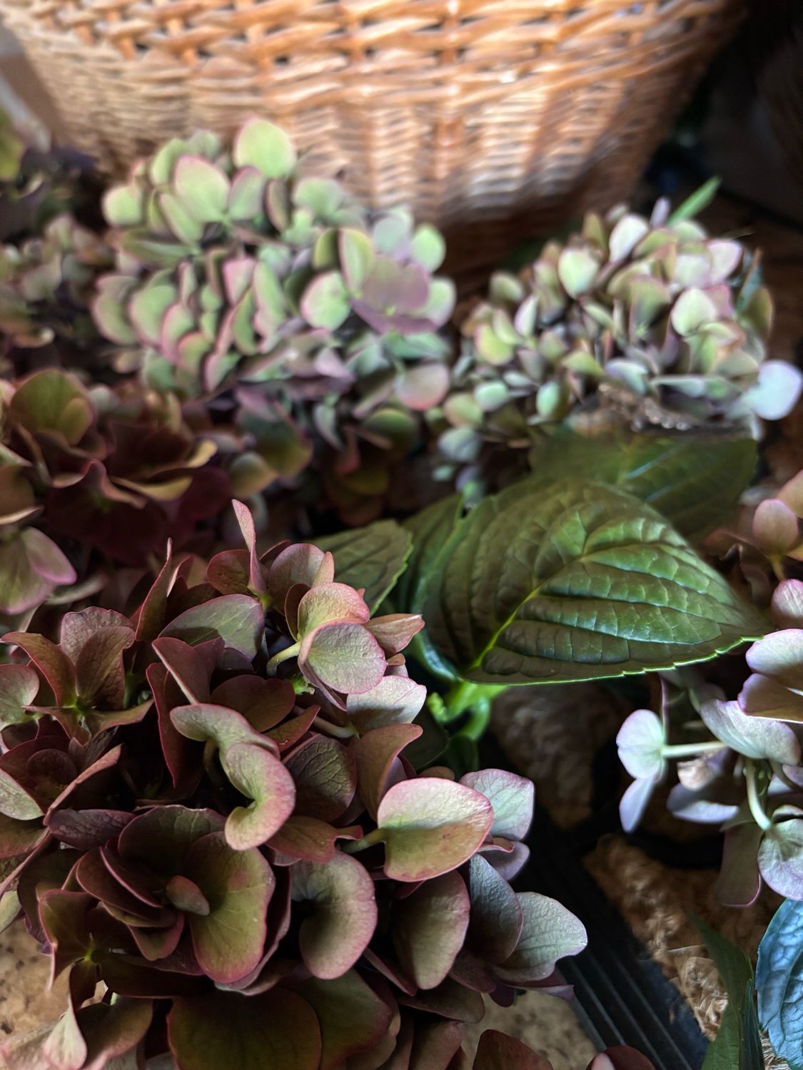 Six Hydrangea  Heads