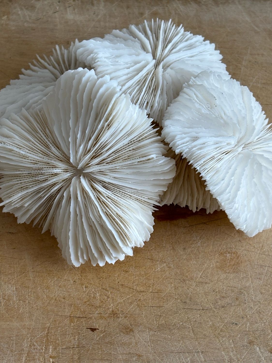 Resv’d For White Ruffles /Mushroom Coral