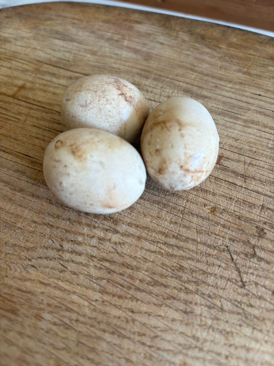 Rare Mini Ironstone Broody Eggs