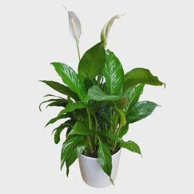 Majestic Peace Lily