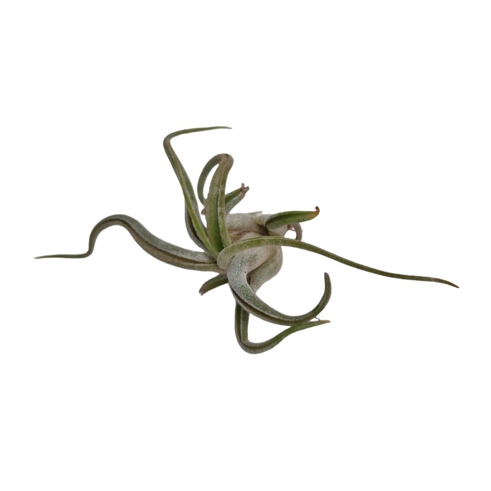 Small Air Plant