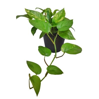 Golden Pothos 6&quot;